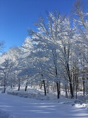 snow covered trees