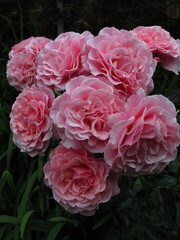 pink rose cluster