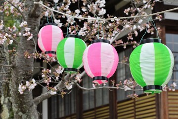 Fototapeta na wymiar 桜の花と提灯ぼんぼり