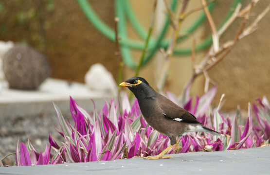 Mainate religieux ou merle des Indes, magnifique passereau au chant m&eacute;lodieux, posant majestueusement sur une terrasse d'une maison &agrave; l'Ile Maurice dans l'Oc&eacute;an Indien