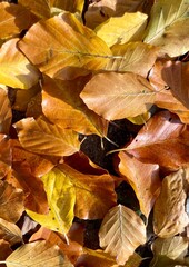 yellow autumn leaves