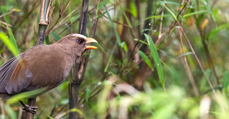Great parrotbill