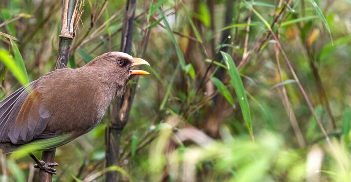 Great parrotbill