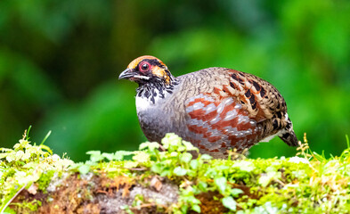Hill partridge