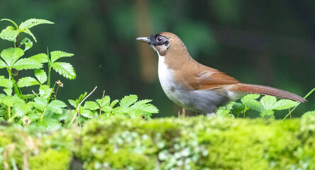 grey-sided laughingthrush