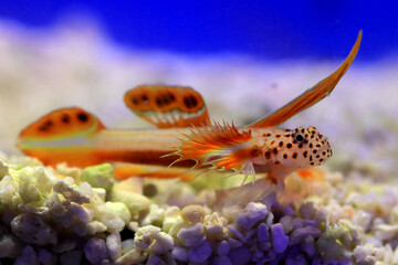Spike-fin flaming Goby - Discordipinna griessingeri © Kolevski.V