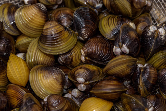 Asian clam being drained out of sand in a metal colander