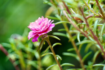 Bud rose bloom in autumn rainy season. Flower bloom in winter. Selective focus of rose flower bloom in the garden.