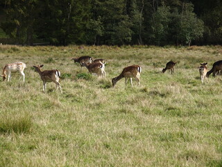 Rehe in freier Wildbahn