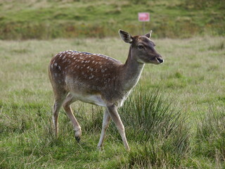 Rehe in freier Wildbahn