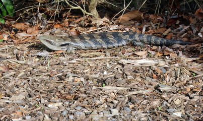 Blue-tongue lizard lying in the sun, New South Wales Australia
