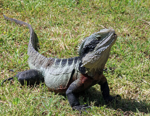Close up of an Eastern Water dragon lizard soaking up the sun, New South Wales Australia
