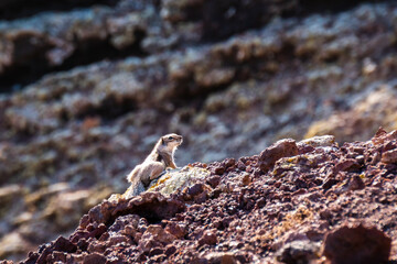 Squirrel standing on a volcanic crater
