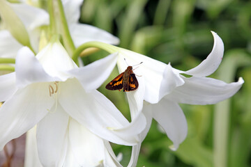 Close up of an Orange Palm Dart Butterfly on Belladonna lilies, Sydney New South Wales Australia
