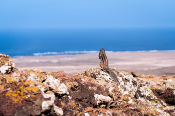 Squirrel facing the atlantic ocean from a volcanic crater