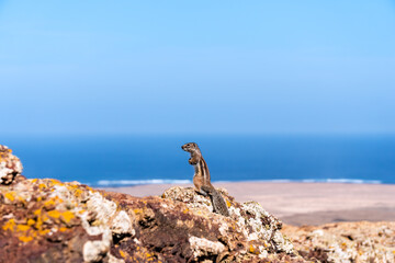 Squirrel standing on a volcanic crater