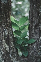 Vertical shot of a plant growing on a tree
