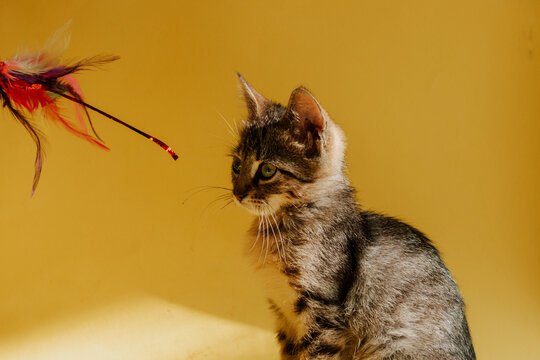 Portrait of a striped cat on a yellow background. The kitten looks at the object. Copy space. The kitten is playing with a toy.