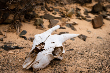 skull of a goat on the ground