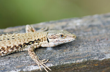 Le lézard