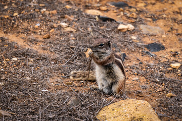 squirrel holding a piece of biscuit