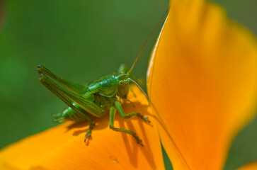 Sauterelle sur fleur orange