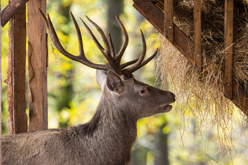 Cerf élaphe