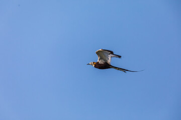 Pheasant-tailed jacana (Hydrophasianus chirurgus) in wetlands 