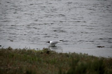 seagull on the water