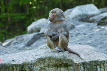 Primat auf einem Felsen