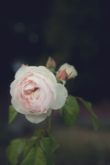 white rose on a dark background