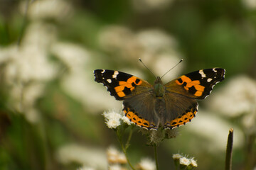 Orange and black wings butterfly on a flower