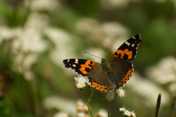 Fototapeta na wymiar Orange and black wings butterfly on a flower