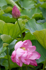 Blooming pink lotus flowers in the Shinobazu Pond in Ueno Park, Tokyo, after a rainy day