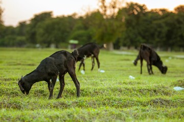 Group of black goats grazing on green grass in the meadow