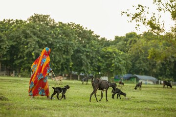 Group of black goats grazing on green grass in the meadow with female goatherd in India
