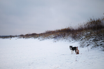 Border Collie I whippet na tle zimowej plaży nad morzem w czasie śniegu
