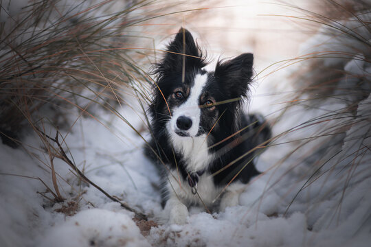 Border Collie w czasie zimy leży na zimnym śniegu