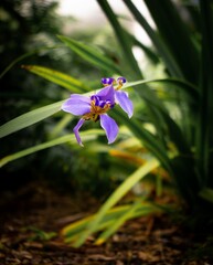 Vertical shallow focus shot of purple Walking iris flower in green forest