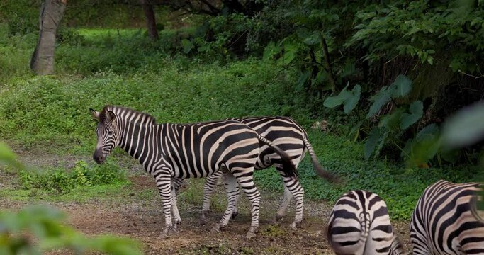 Zebra in the safari park