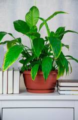 Flower arrangement of indoor plants. Spathiphyllum in the interior of cafes and restaurants. Care of potted plants. A green plant with large leaves on the background of books.