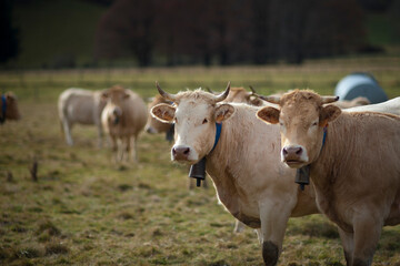 Vaches Blondes d'Aquitaine sur pâturages