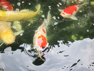 colorful Cyprinus carpio swimming in the koi pound close-up