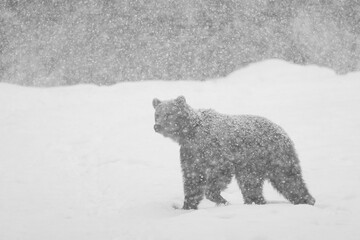 A big male of brown bear,ursus arctos, searching food in a meadow surrounded by forest in the Carpathian mountains in a very beautiful winter snowing day.