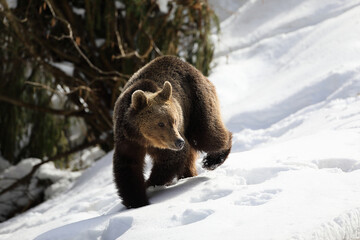 Obraz premium A big male of brown bear,ursus arctos, searching food in a meadow surrounded by forest in the Carpathian mountains in a very beautiful winter day with beautiful snow.