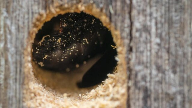 Carpenter bee drilling holes in wood full of sawdust. Macro of Tropical bumble bee (Xylocopa latipes). Explore the world of insects. 4K Footage time lapse.