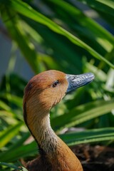 Vertical shot of a Fulvous whistling duck with green leaves in the background