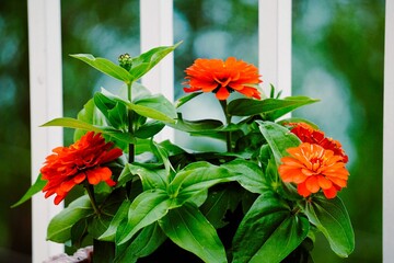 Selective focus shot of orange Zinnia flowers against a white fence
