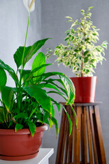 View of a green spathiphyllum plant against the background of other plants. Beautiful flowering plants in the home interior