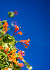 Flowers and nature in the morning Still bright This flower is Lonicera caprifoliumhe sky is clear